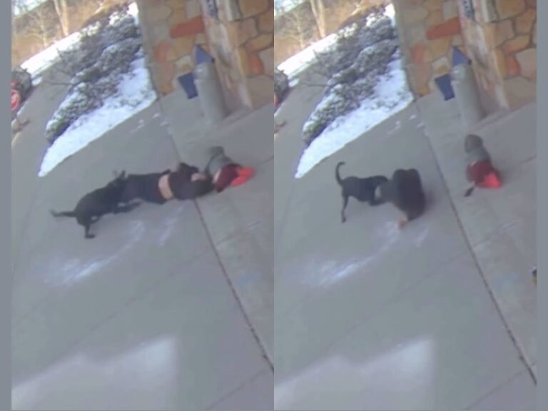 Ohio Elementary School Surveillance Video Captures Dog Attack on Woman Outside Building That Triggered Emergency Response on Campus