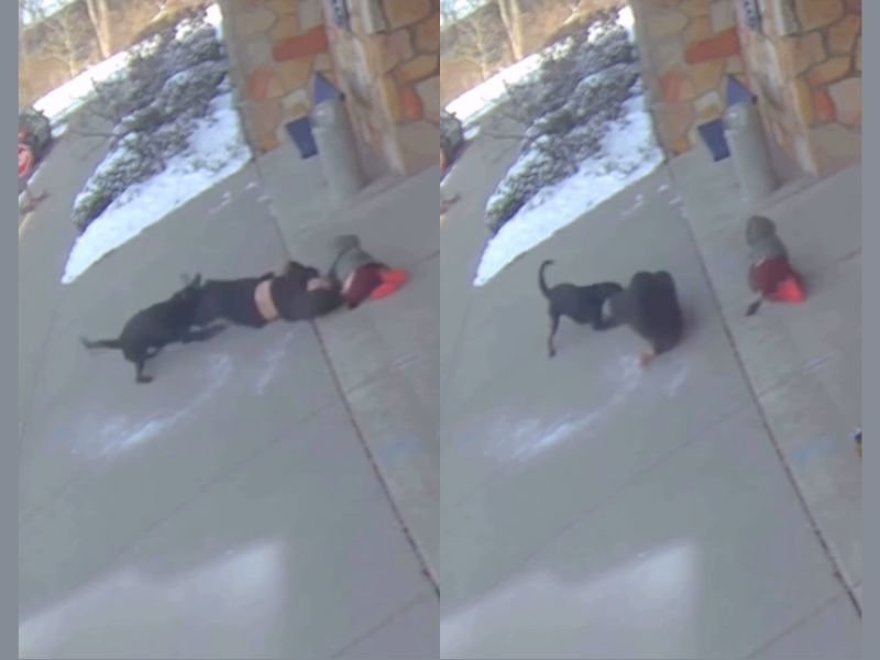 Ohio Elementary School Surveillance Video Captures Dog Attack on Woman Outside Building That Triggered Emergency Response on Campus