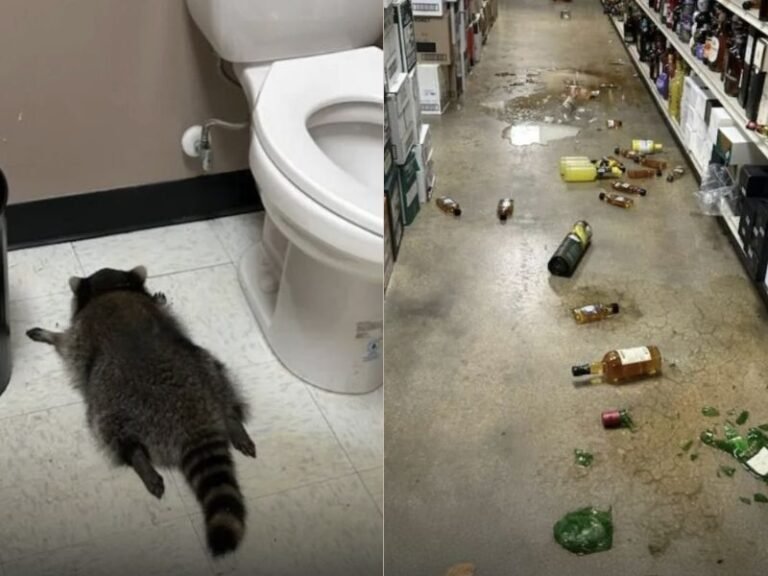 Virginia Liquor Store Ransacked by Raccoon That Broke In, Drank Alcohol, and Passed Out in Bathroom