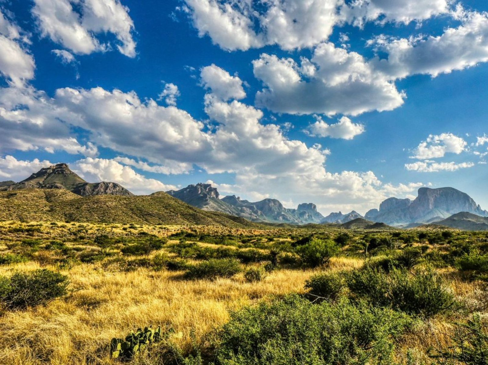 Texas’ Diverse Landscapes From Piney Woods to Chihuahuan Desert Highlight Unmatched Biodiversity Across the Lone Star State
