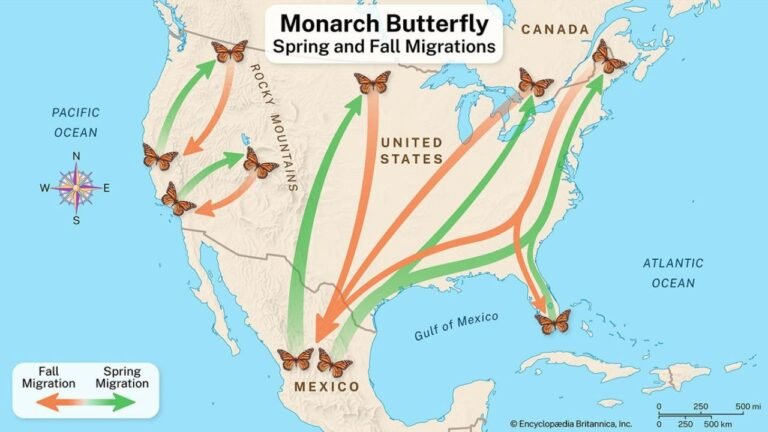 Texas, Oklahoma, Arkansas and Missouri See Monarch Butterflies Surge North From Mexico as Spring Migration Begins With Encouraging Population Rebound
